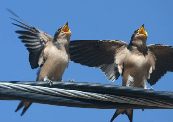 birds-singing1.jpg.w560h395