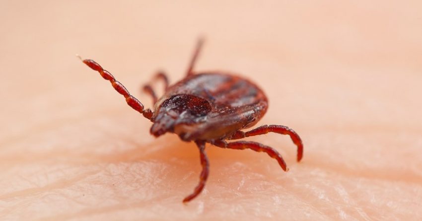 TICK SEASON IS HERE - Blog - AVR